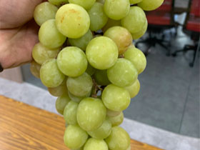 水果批發－舒果 SoFresh